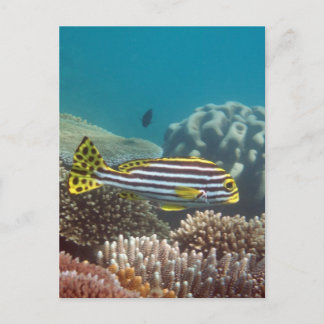 Carte Postale Sweetlip réuni par diagonale (lineatus de