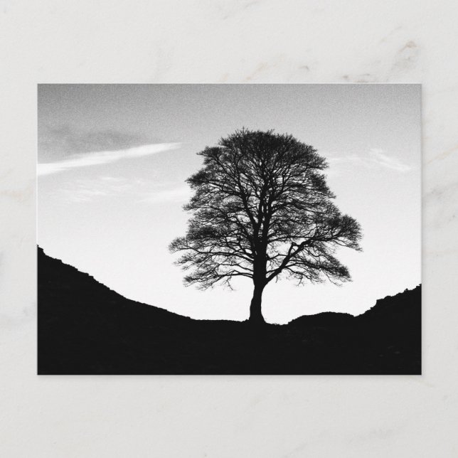 Carte postale Sycamore Gap (Devant)