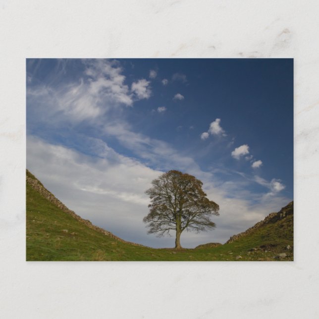 Carte Postale Sycamore Gap (Devant)