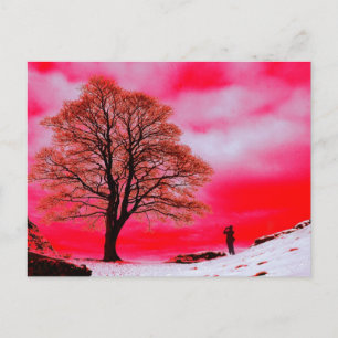 Carte postale Sycamore Tree