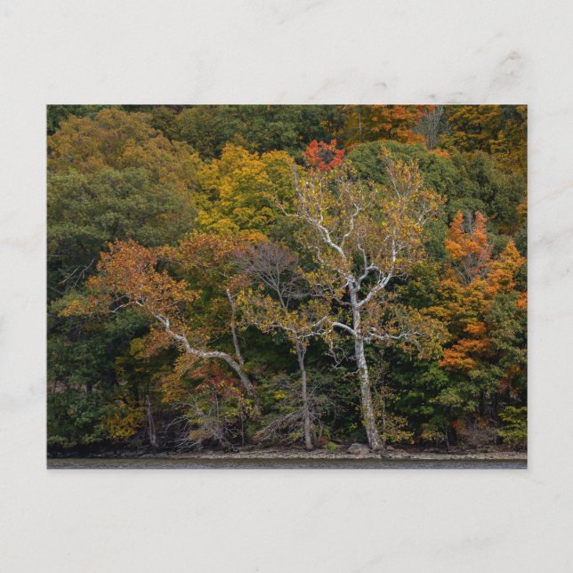 Carte Postale Sycamores d'automne (Devant)
