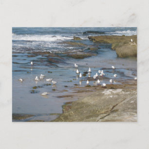 Carte Postale Sydney Seagull avec Photographie de plage d'eau