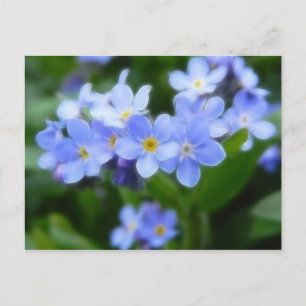 Carte Postale Sylvatica de Myosotis - myosotis des marais