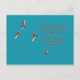 Carte Postale Sympathie Que Vous Trouviez Des Cygnes Confort
