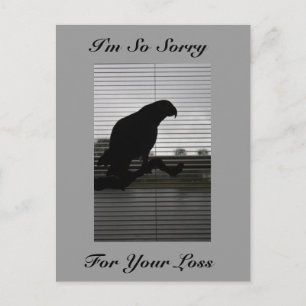 Carte postale Sympathy Grey Parrot