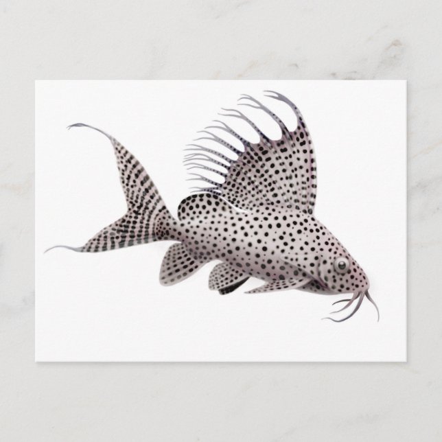 Carte postale Synodontis eupterus Catfish (Devant)