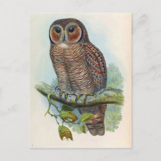 Carte Postale Syrnium Ocellatum (Chouette en bois moucheté)