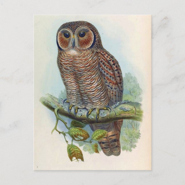 Carte Postale Syrnium Ocellatum (Chouette en bois moucheté) (Devant)