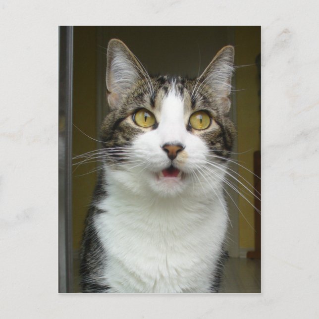 Carte Postale Syrus Shocked 0001 (Devant)