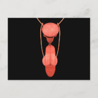 Système de reproduction chez les hommes humains 5