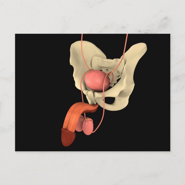 Carte Postale Système de reproduction masculine 2 (Devant)