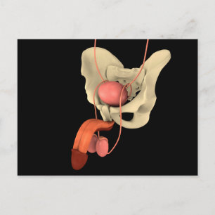 Carte Postale Système de reproduction masculine 2