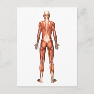 Carte Postale Système musculaire féminin, Vue arrière
