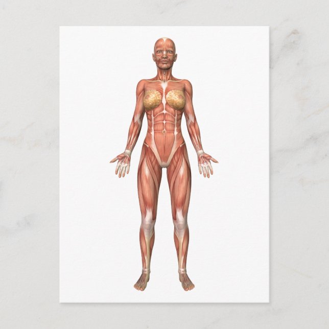 Carte Postale Système musculaire féminin, Vue avant (Devant)