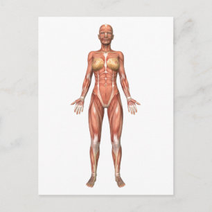 Carte Postale Système musculaire féminin, Vue avant