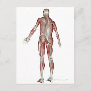 Carte Postale Système musculosquelettique 5