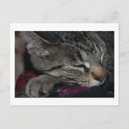 Carte postale Tabby