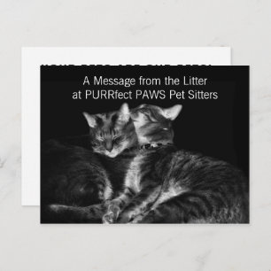 Carte Postale Tabby Argent Chats Animaux de compagnie Document d