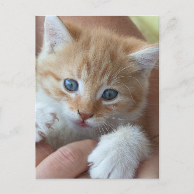 Carte Postale Tabby Baby doux (Devant)