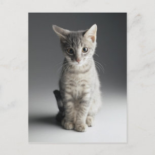 Carte Postale Tabby bleu Kitten