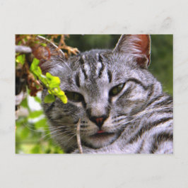 Carte postale Tabby Cat