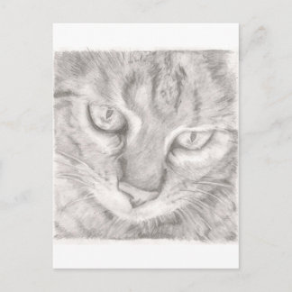 Carte Postale Tabby Cat