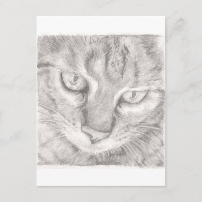 Carte Postale Tabby Cat (Devant)