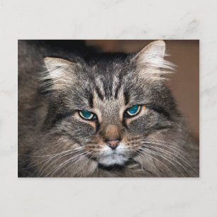 Carte Postale Tabby Cat