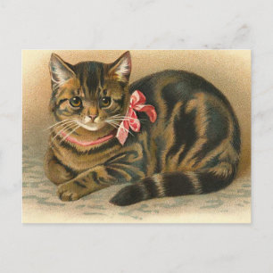 Carte postale "Tabby Cat"