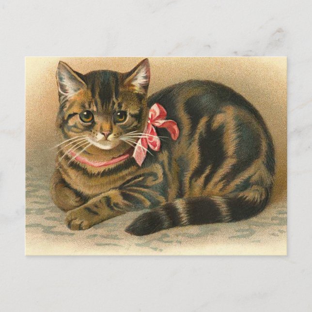 Carte postale "Tabby Cat" (Devant)