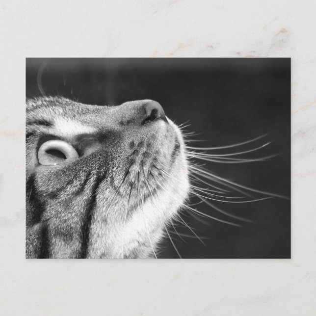 Carte Postale Tabby Cat en noir et blanc (Devant)