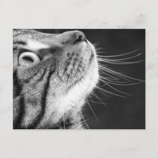 Carte Postale Tabby Cat en noir et blanc