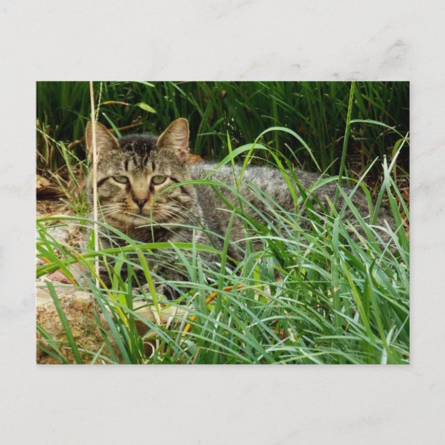 Carte Postale Tabby Cat Hide in Grass Garden Photo (Devant)