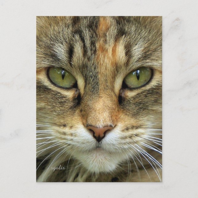 Carte postale Tabby Cat Portrait (Devant)