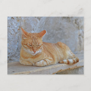 Carte Postale Tabby cat posé à Dubrovnik
