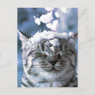 Carte Postale Tabby Cat Snow Splash