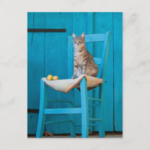 Carte Postale Tabby cat sur une chaise bleue