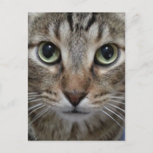 Carte Postale Tabby Chat Brown