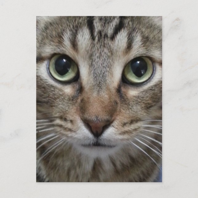 Carte Postale Tabby Chat Brown (Devant)