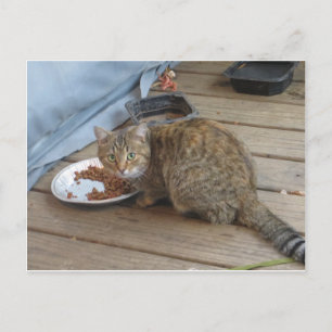 Carte Postale Tabby Eating