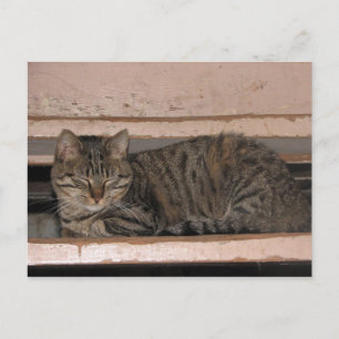 Carte Postale Tabby est en train de sombrer