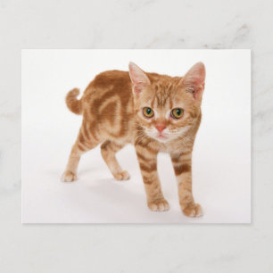 Carte Postale Tabby Ginger orange Shorthair Cat