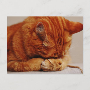 Carte Postale Tabby Ginger orange Shorthair Cat