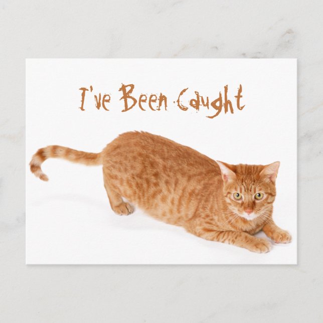 Carte Postale Tabby Ginger orange Shorthair Cat (Devant)