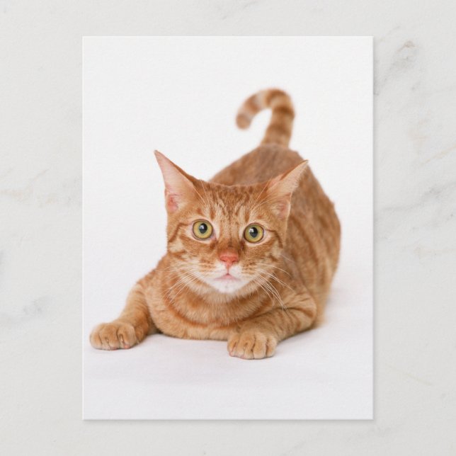 Carte Postale Tabby Ginger orange Shorthair Cat (Devant)