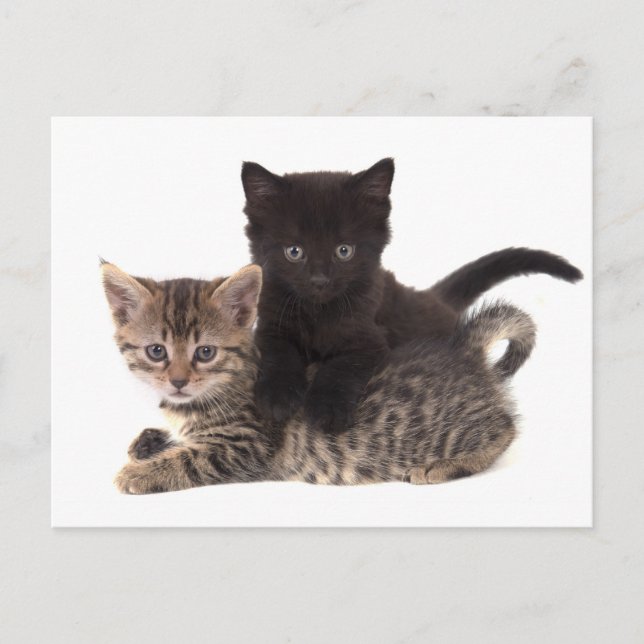 Carte Postale tabby kitten black kitten (Devant)