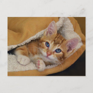 Carte Postale Tabby Kitten orange au lit