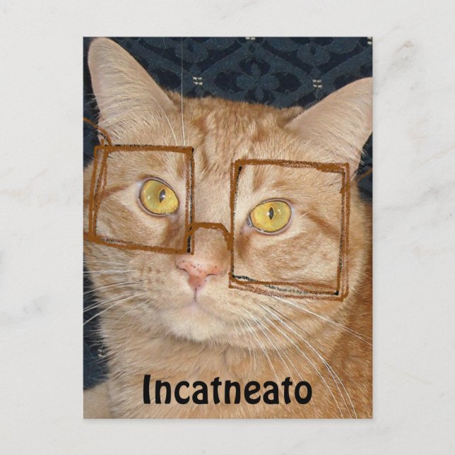 Carte Postale Tabby Orange Chat/Incognito (Devant)