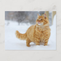 Tabby orange dans la neige