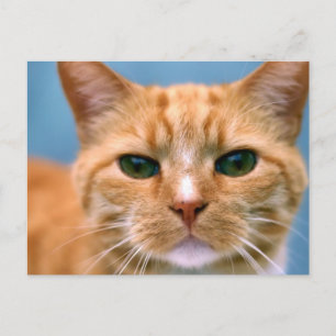 Carte Postale Tabby Orange Kitty Kitten Chat